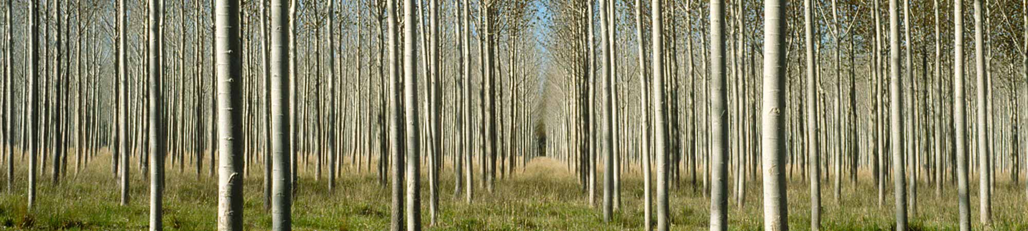 Madera Aserrada